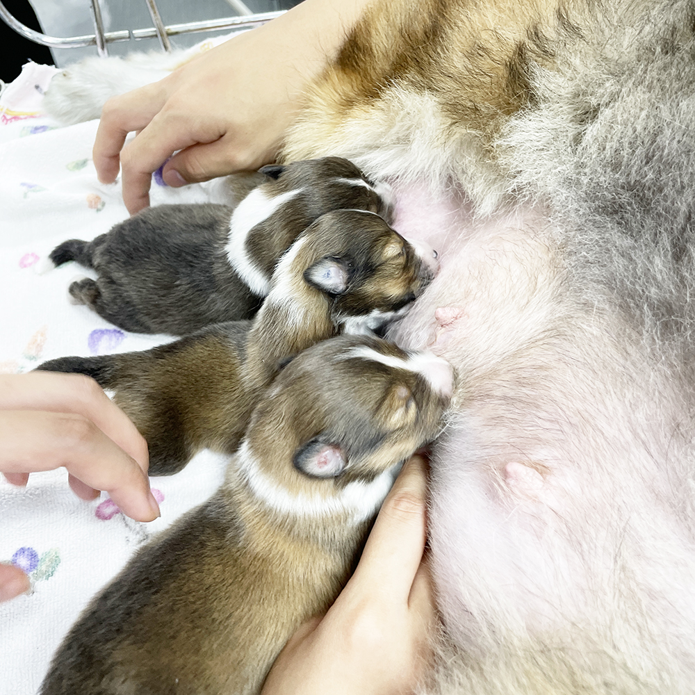 ２年生が子犬のお世話♪